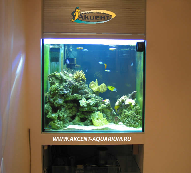 Акцент-аквариум,аквариум морской 400 литров просмотровый
